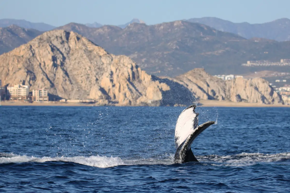 Hermanus Whale-watching Tour
