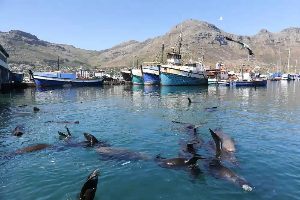 Seals swimming in Hout Bay Harbour Cape Town