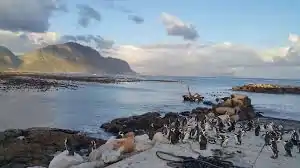 See the Penguins at Stony Point Nature Reserve in Betty's Bay